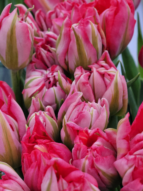 Valentine's Day is Coming!