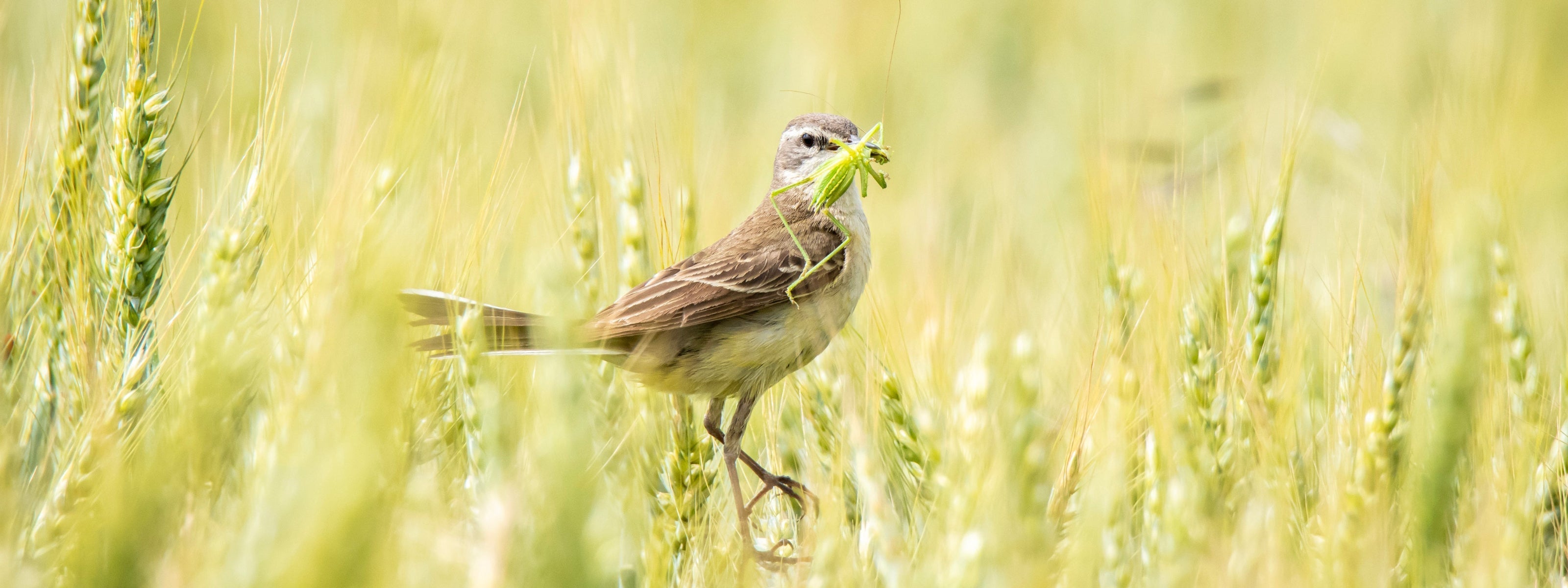 Native plants - grasses and sedges