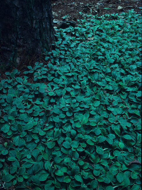 Native plants for full shade