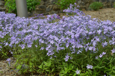 Phlox divaricata 'Blue Moon' - WOODLAND PHLOX 'BLUE MOON'