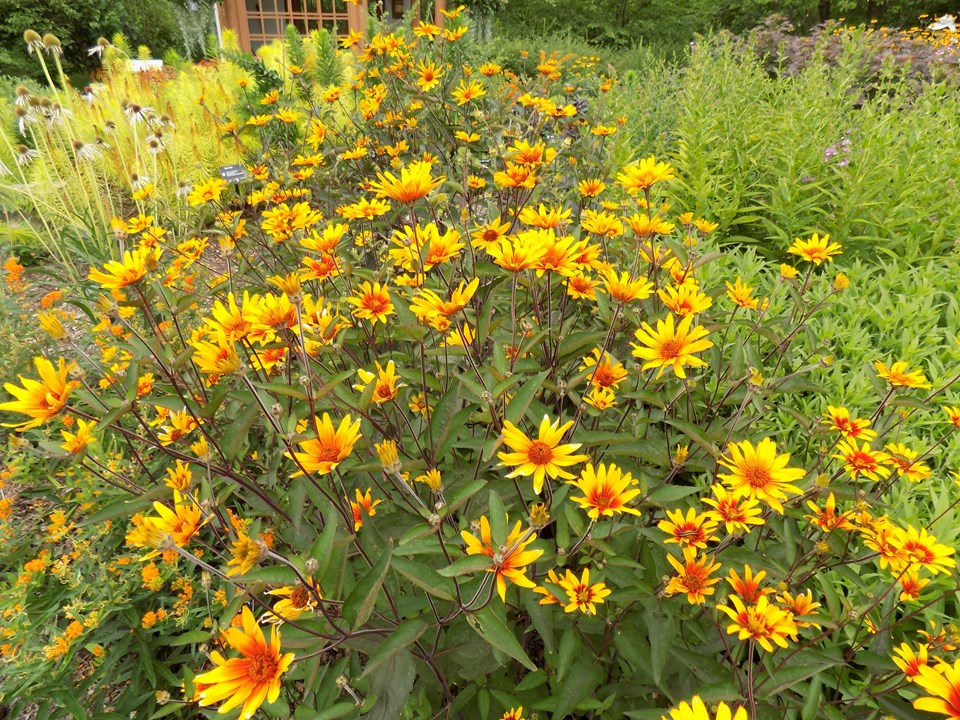 Heliopsis helianthoides 'Burning Hearts' - HELIOPSIS 'BURNING HEARTS'