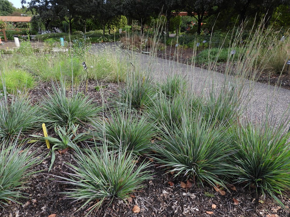 Schizachyrium scoparium 'Standing Ovation' - LITTLE BLUESTEM 'STANDING OVATION'