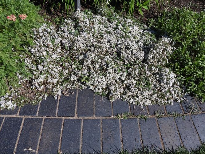 Symphyotrichum ericoides - ASTER 'SNOW FLURRY'