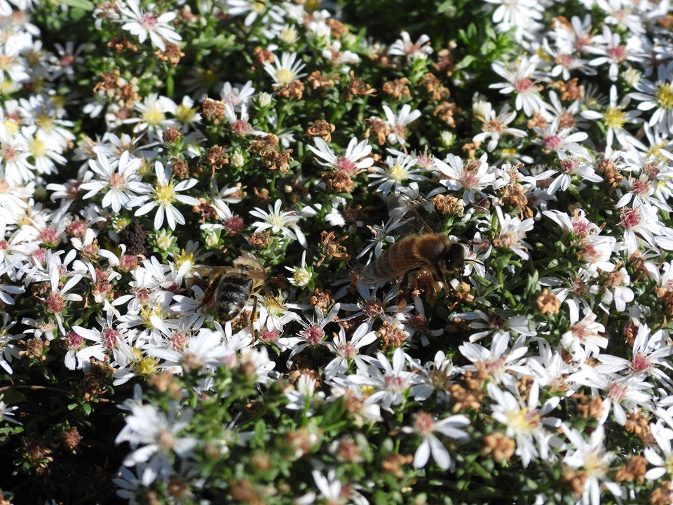 Symphyotrichum ericoides - ASTER 'SNOW FLURRY'