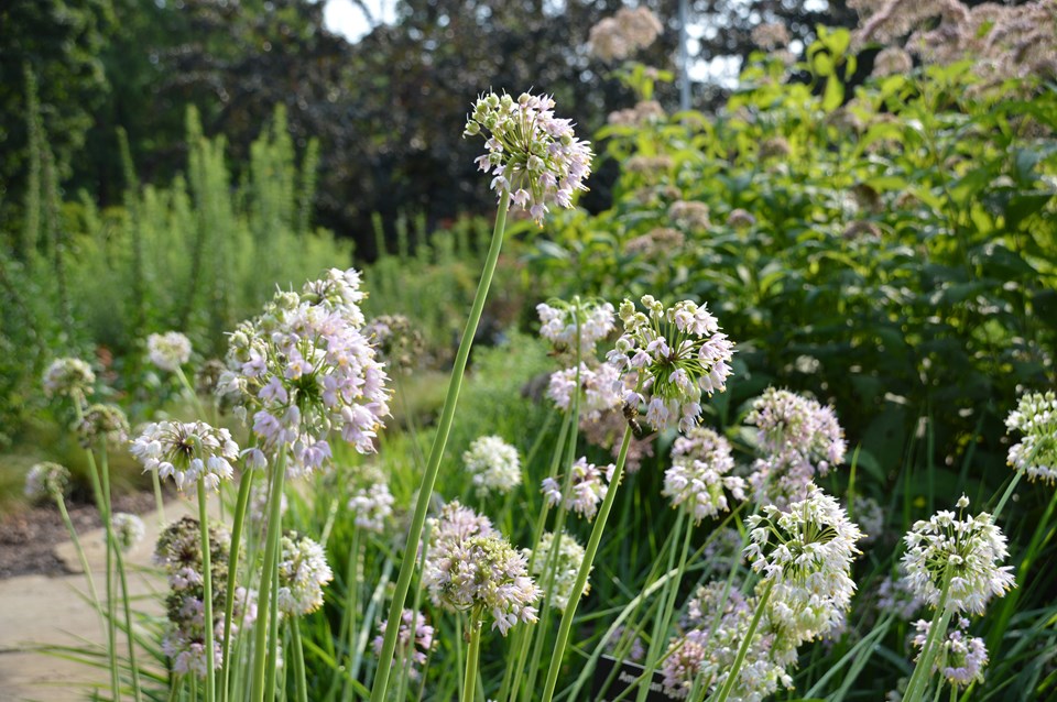 Allium cernuum - NODDING WILD ONION