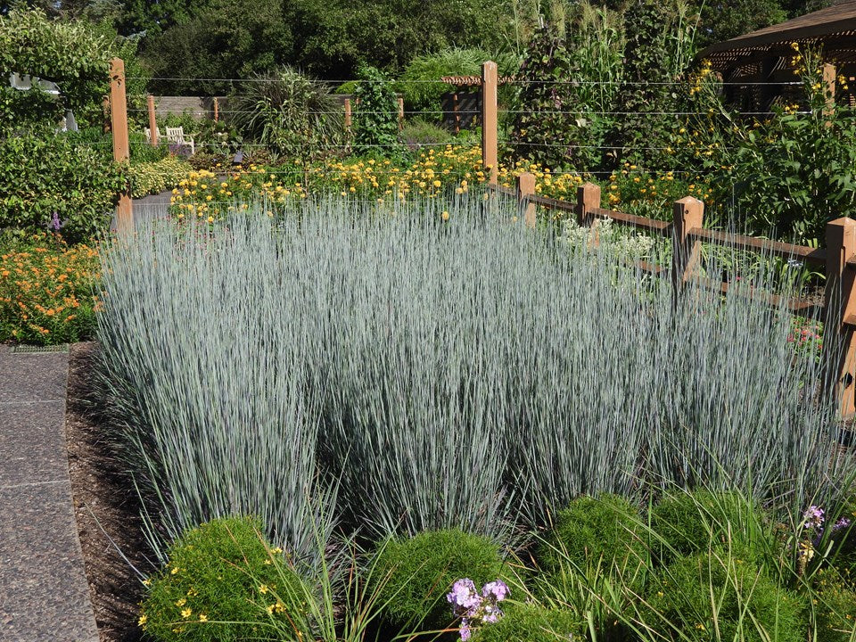 Schizachyrium scoparium 'Standing Ovation' - LITTLE BLUESTEM 'STANDING OVATION'