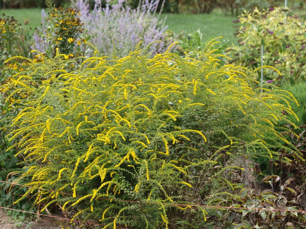 Solidago rugosa 'Fireworks' - WRINKLE LEAF GOLDENROD 'FIREWORKS'