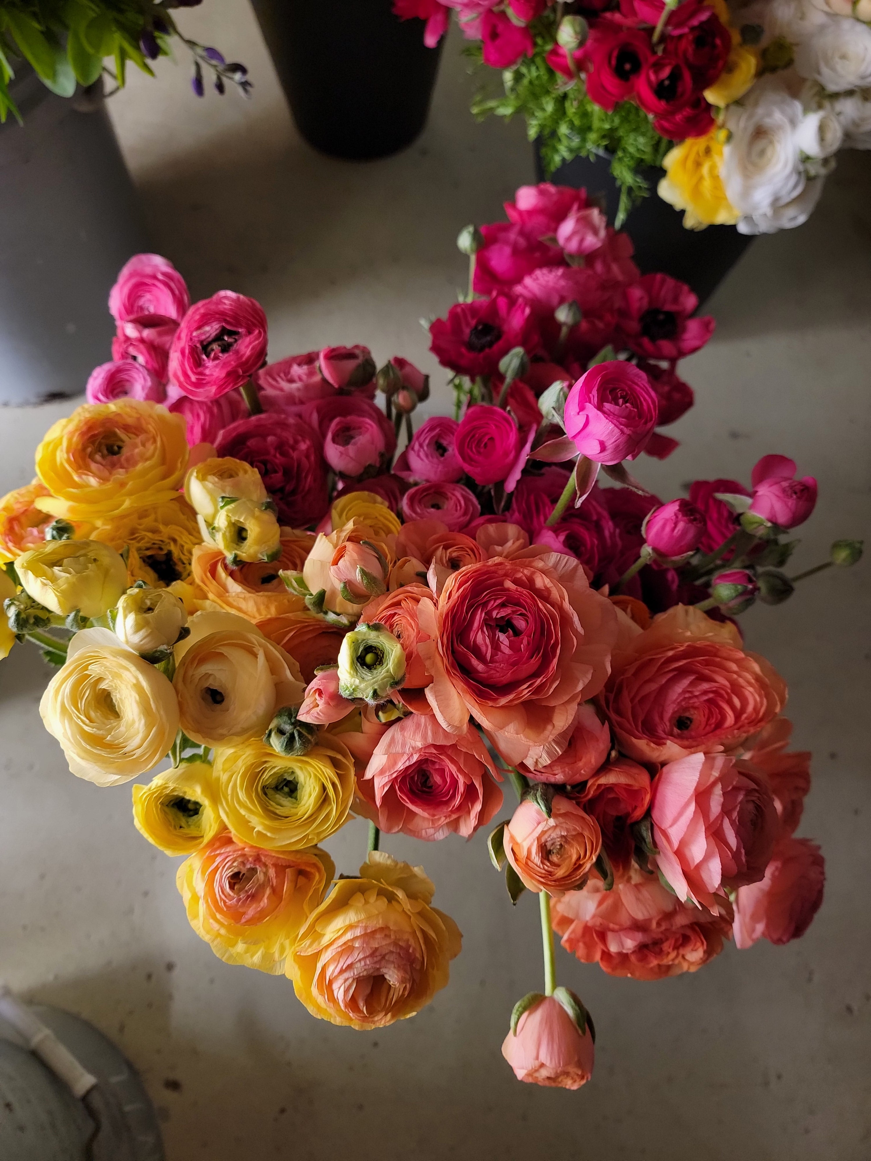 RANUNCULUS Subscription - TAKOMA PICK UP