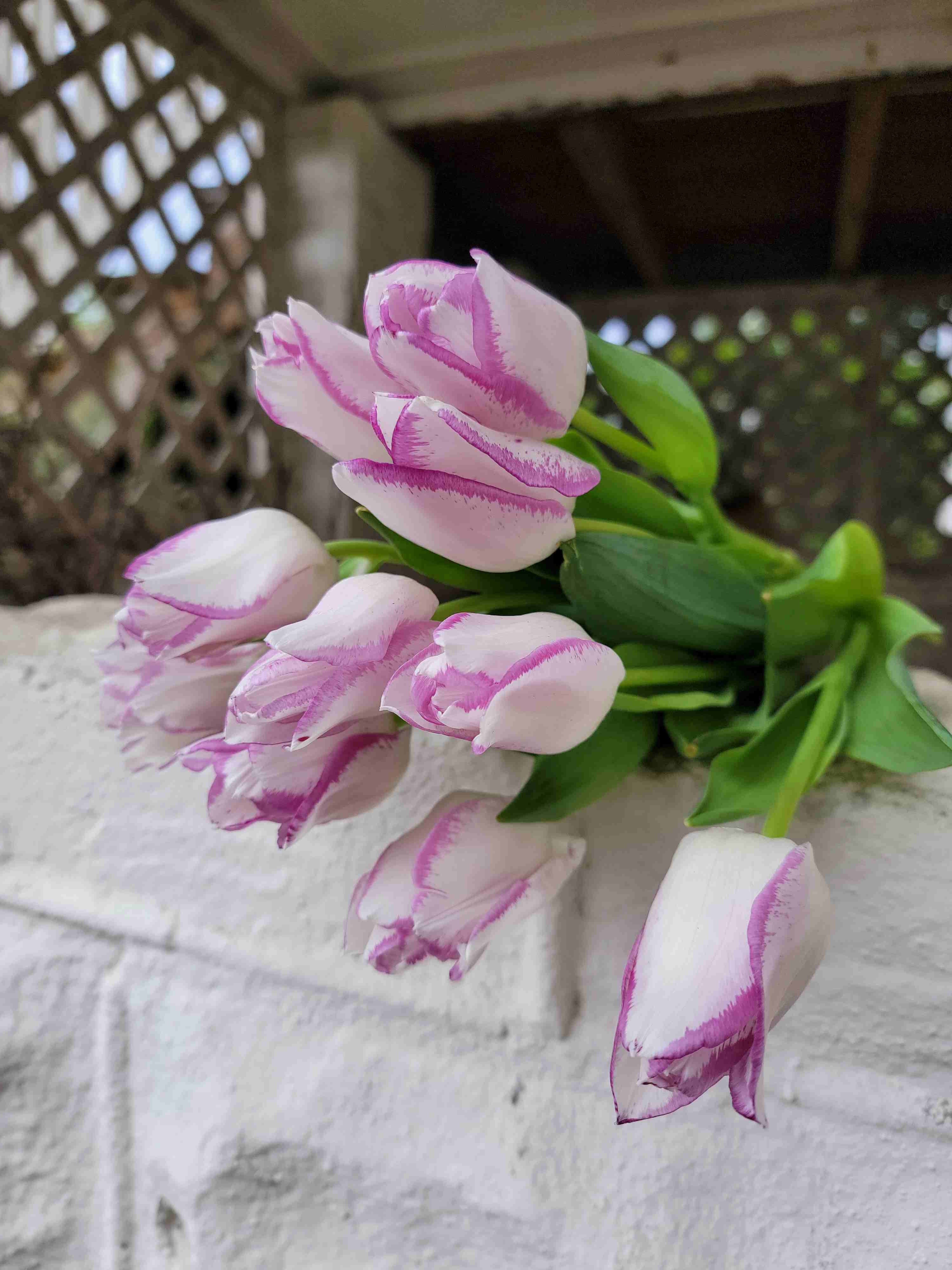 Winter Delight Weekly Specialty Tulip Subscription - TAKOMA PICKUP