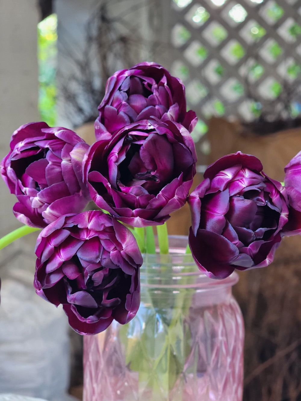 BANISH THE BROWN! Pre-spring Weekly Subscription - TAKOMA PICK UP