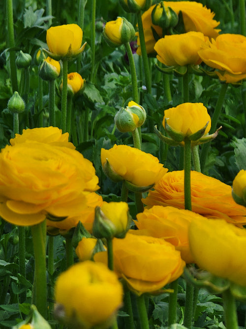 RANUNCULUS Subscription - DELIVERY