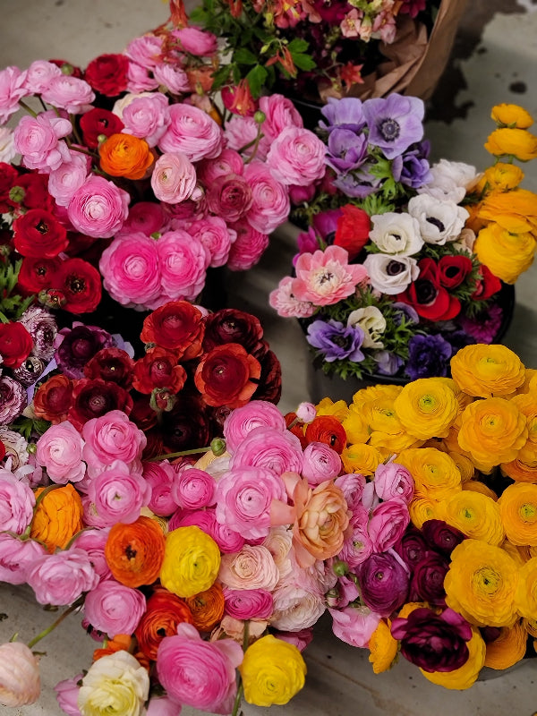 RANUNCULUS Subscription - PETWORTH PICK UP