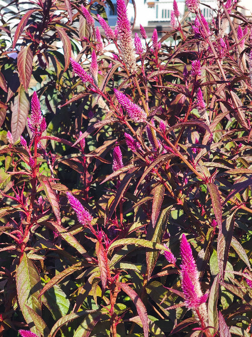 celosia