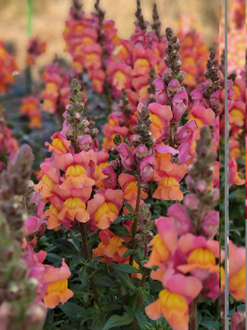 snapdragon