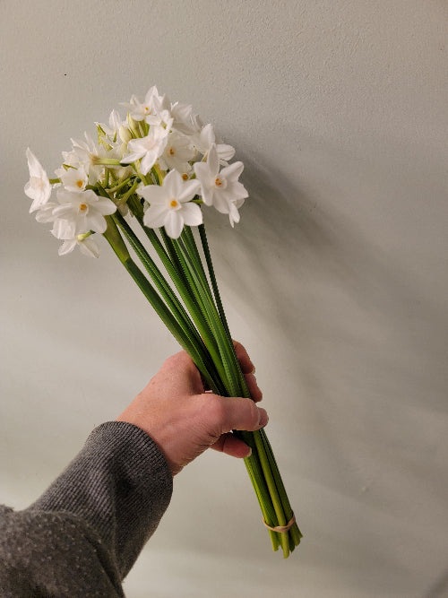 Hand holding a bouquet of white flowers against a plain background