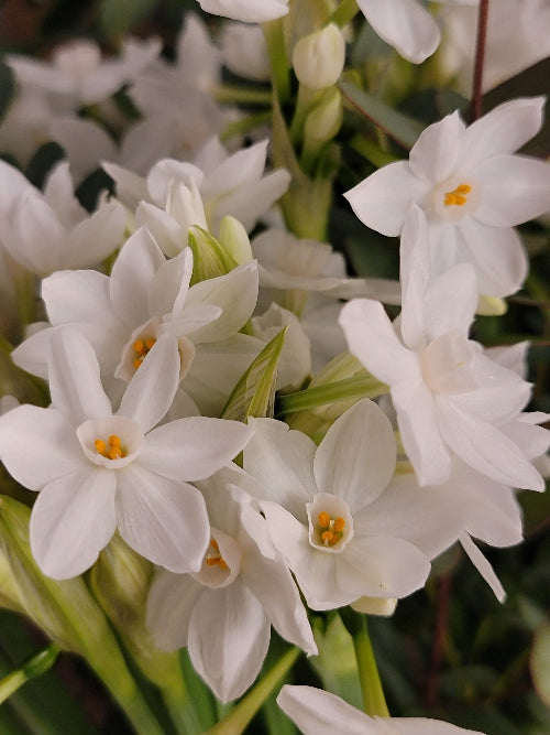 Close-up of white flowers with green stems and leaves.