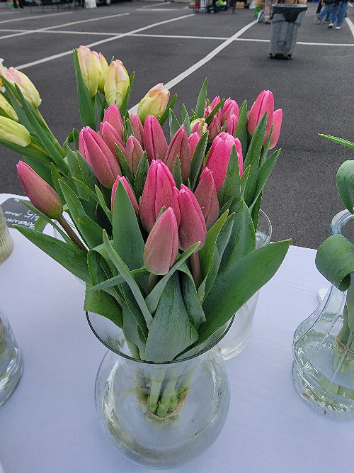 Bouquet of pink tulips in a clear vase on a white surface.