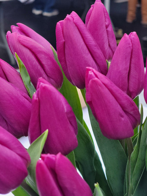 Close-up of pink tulips with a blurred background