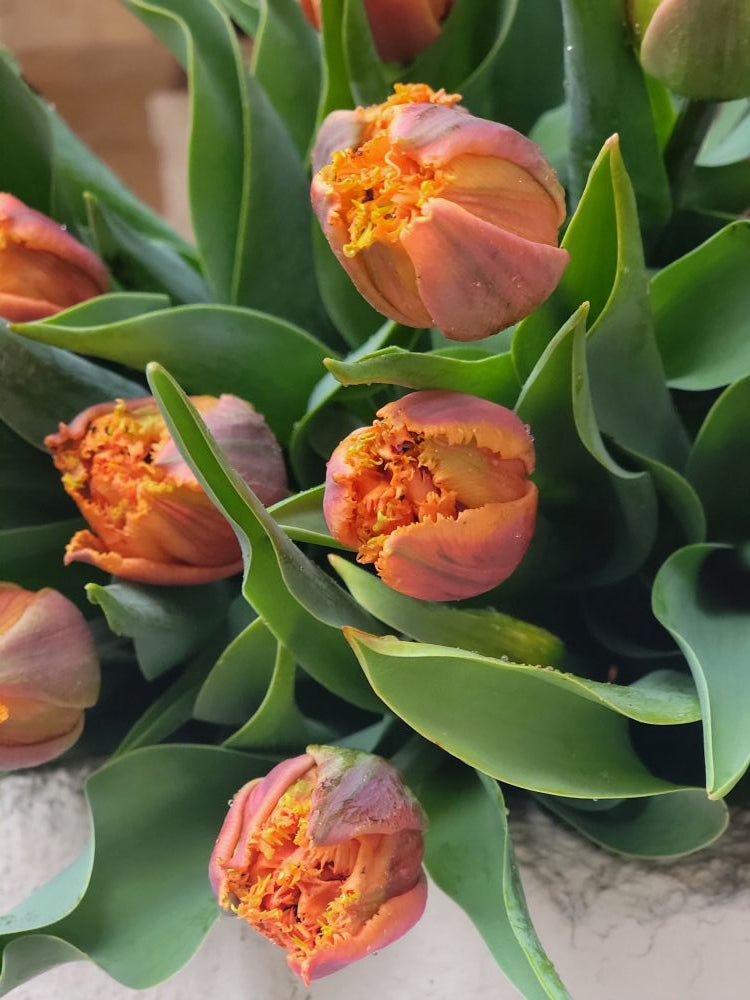 The Weekend Bouquet - Specialty tulips pick up Saturday 3/28