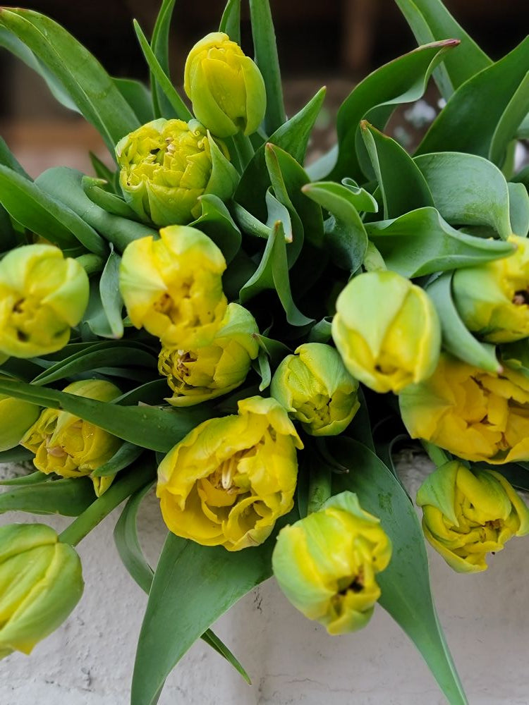 The Weekend Bouquet - Specialty tulips pick up Saturday 3/28