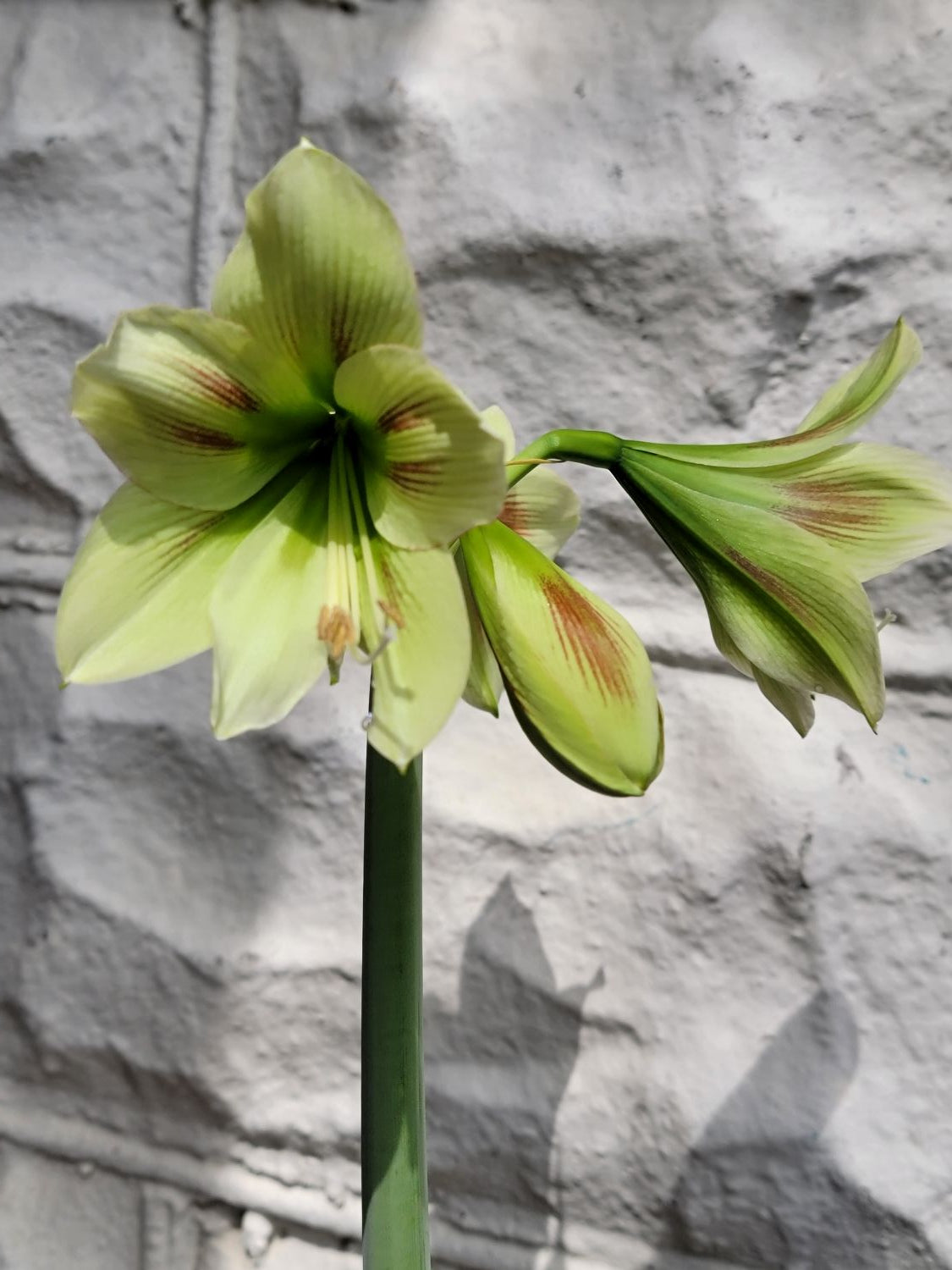 Potted Amaryllis! - TAKOMA pick up