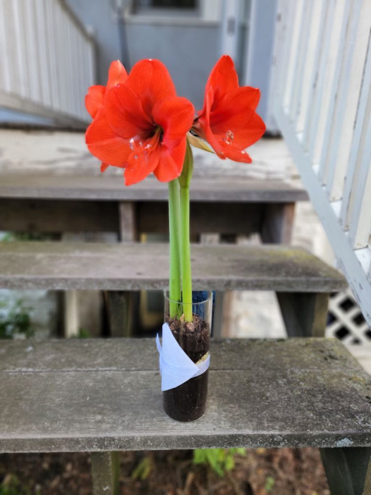 Potted Amaryllis! - TAKOMA pick up
