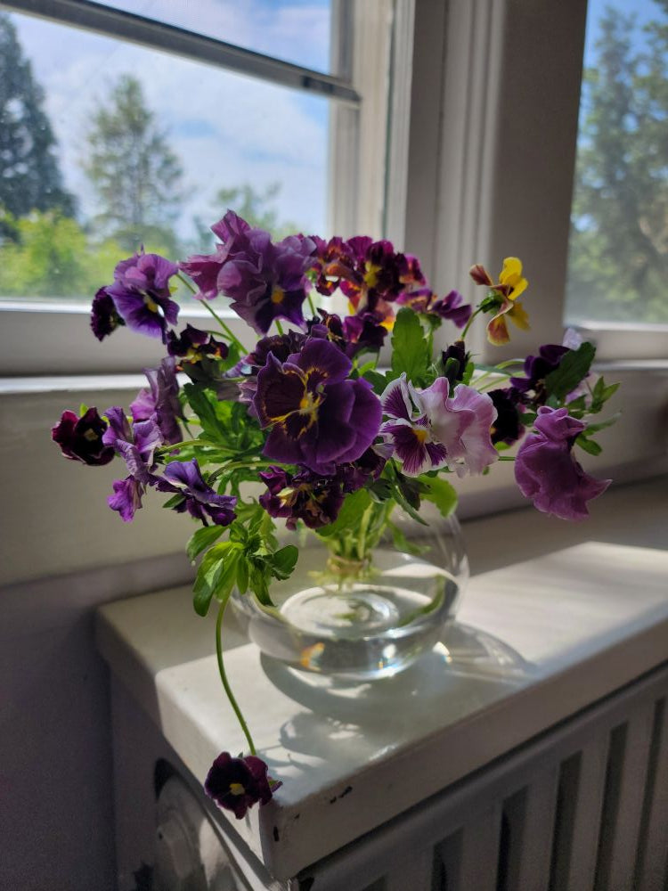 Sweet pansy bunches!- TAKOMA pick up Saturday 5/2