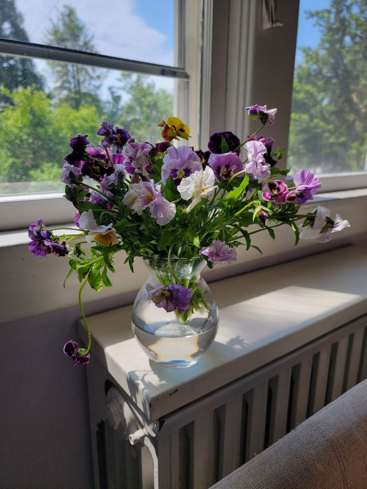 Sweet pansy bunches!- TAKOMA pick up Saturday 5/2