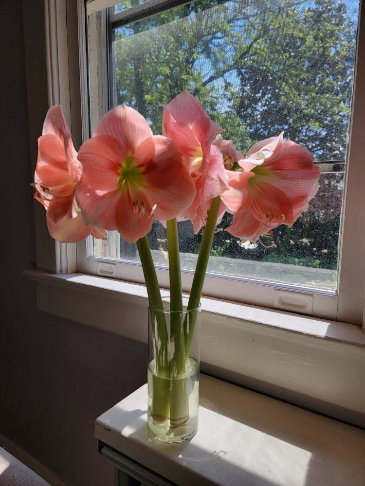 Stunning Amaryllis cut flowers - TAKOMA pick up Saturday 5/2