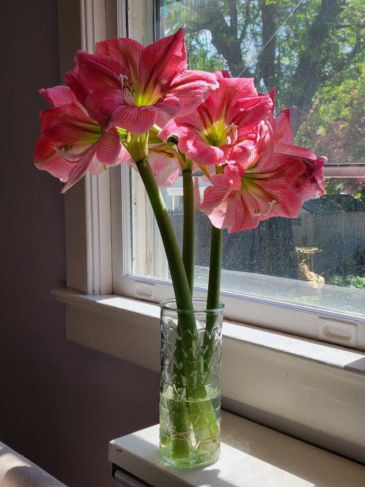 Stunning Amaryllis cut flowers - TAKOMA pick up Saturday 5/2