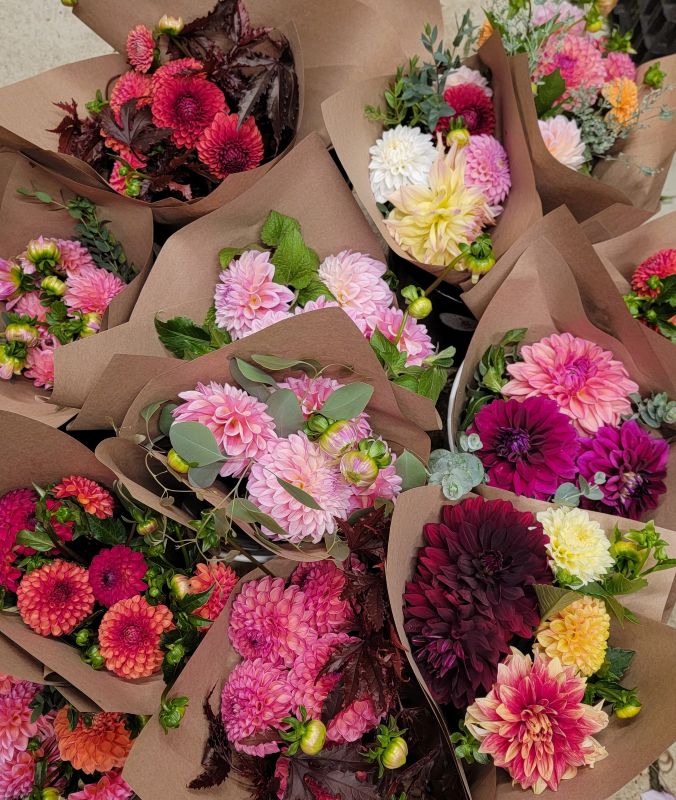 Dahlia Lovers Tuesday!