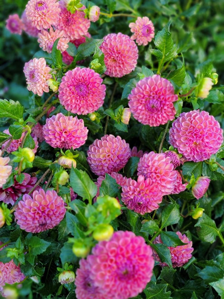 LAST ONE! Dahlia Lovers Tuesday! Pick up 10/13 in Takoma or Petworth
