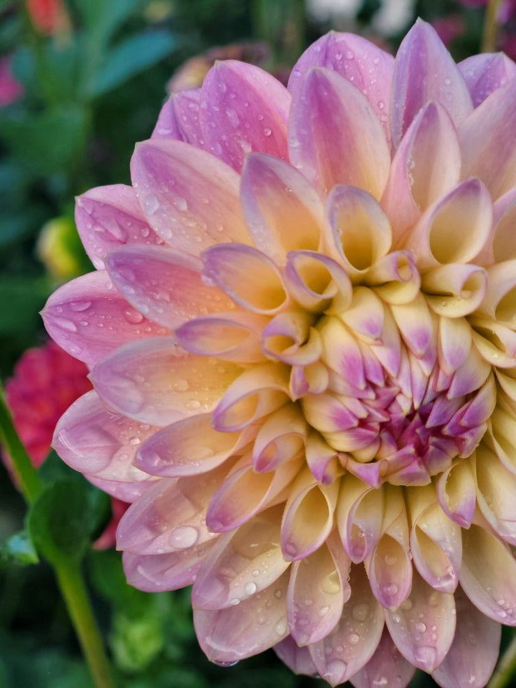 LAST ONE! Dahlia Lovers Tuesday! Pick up 10/13 in Takoma or Petworth