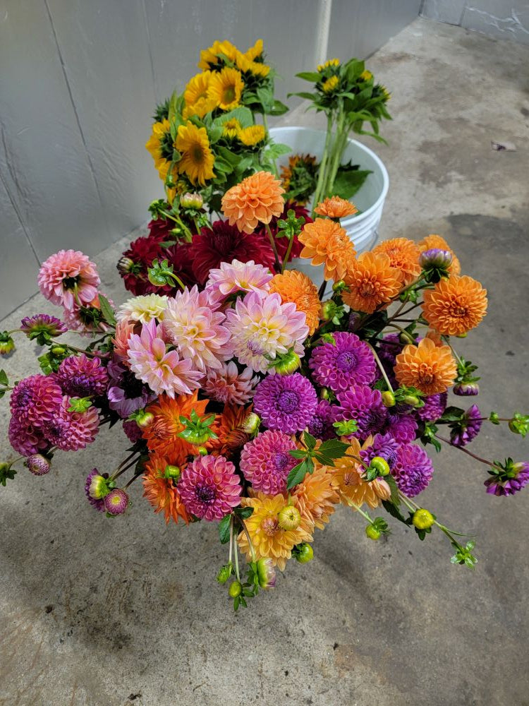 LAST ONE! Dahlia Lovers Tuesday! Pick up 10/13 in Takoma or Petworth