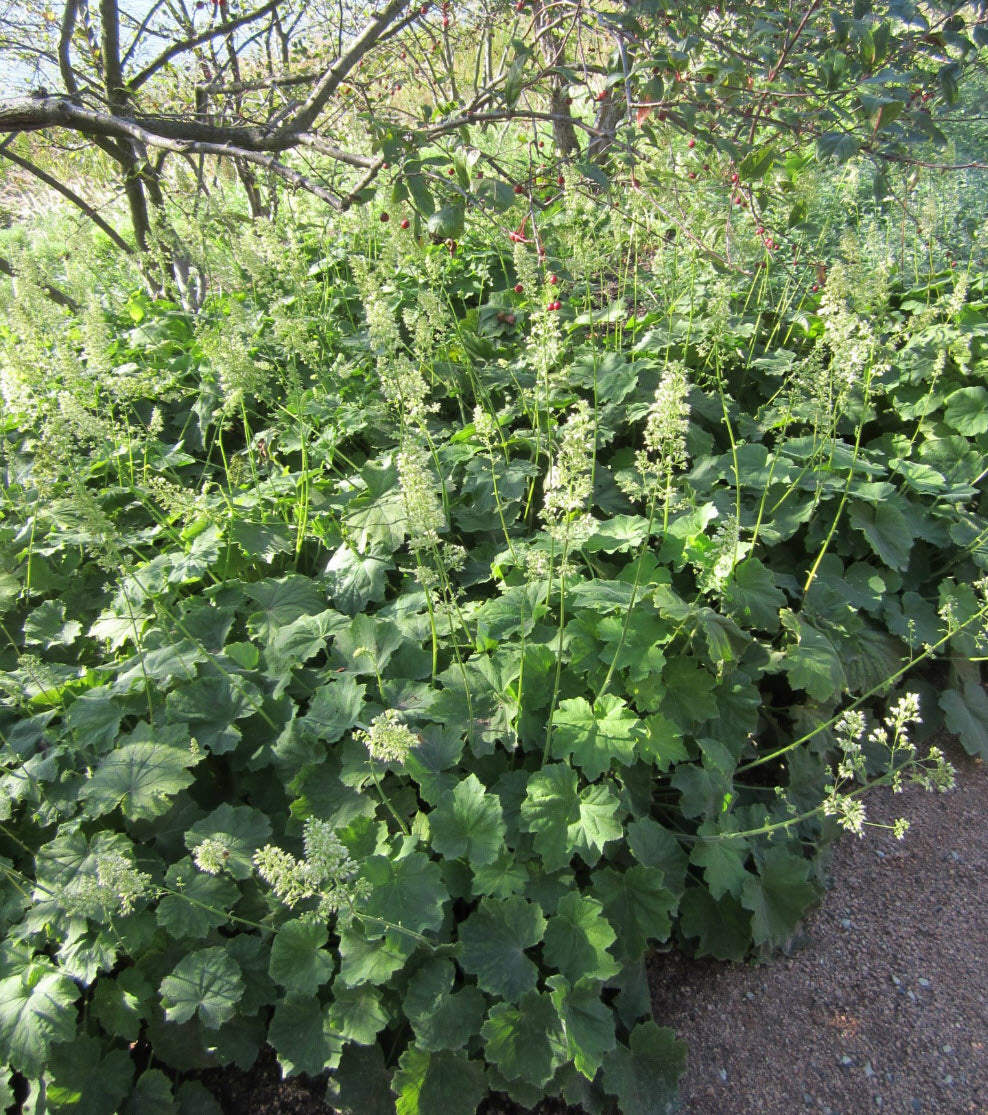 Heuchera villosa 'Autumn Bride' - HEUCHERA 'AUTUMN BRIDE'