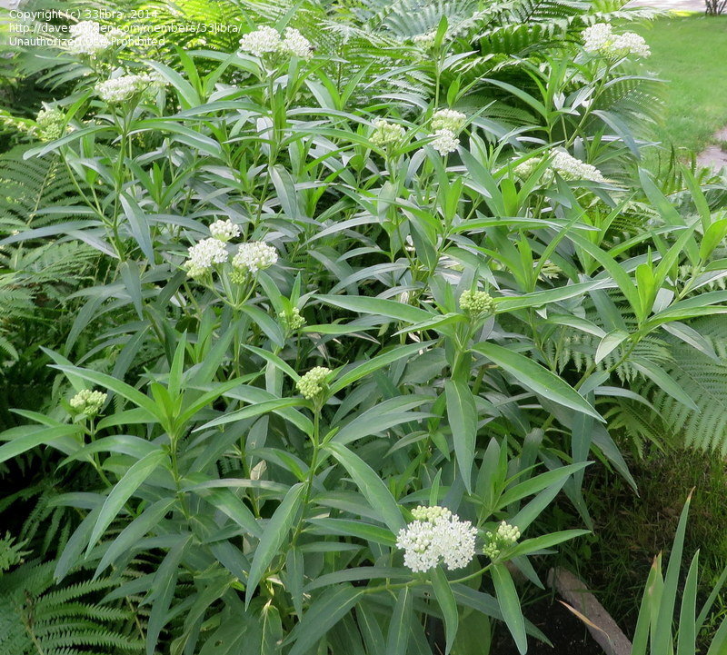 Asclepias incarnata - SWAMP MILKWEED 'ICE BALLET'