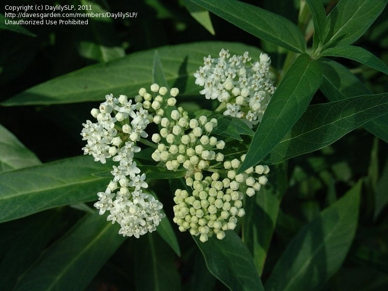 Asclepias incarnata - SWAMP MILKWEED 'ICE BALLET'