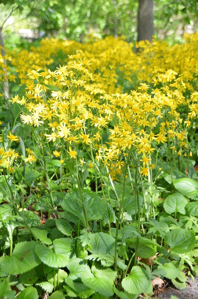 Packera aurea - GOLDEN RAGWORT