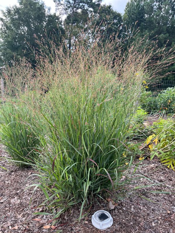 Panicum 'Cape Breeze' - SWITCHGRASS 'CAPE BREEZE'