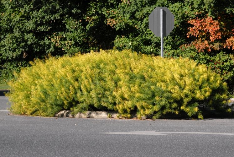 Amsonia hubrichtii - THREADLEAF BLUESTAR