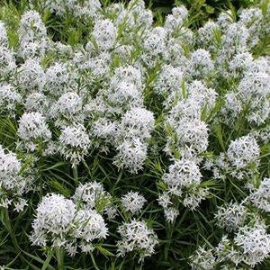 Amsonia hubrichtii - THREADLEAF BLUESTAR