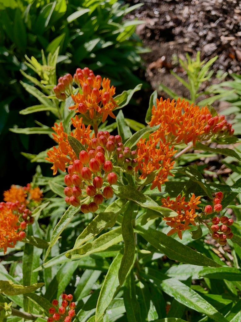 Asclepias tuberosa - BUTTERFLYWEED