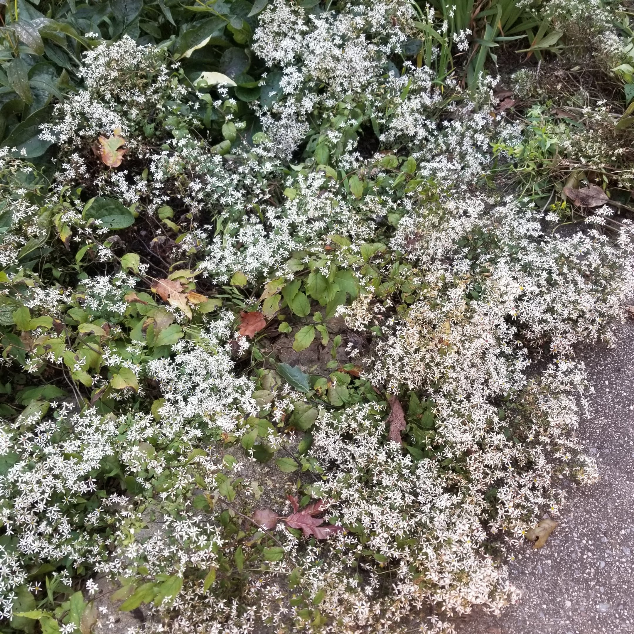 Eurybia divaricatus - ASTER 'EASTERN STAR'