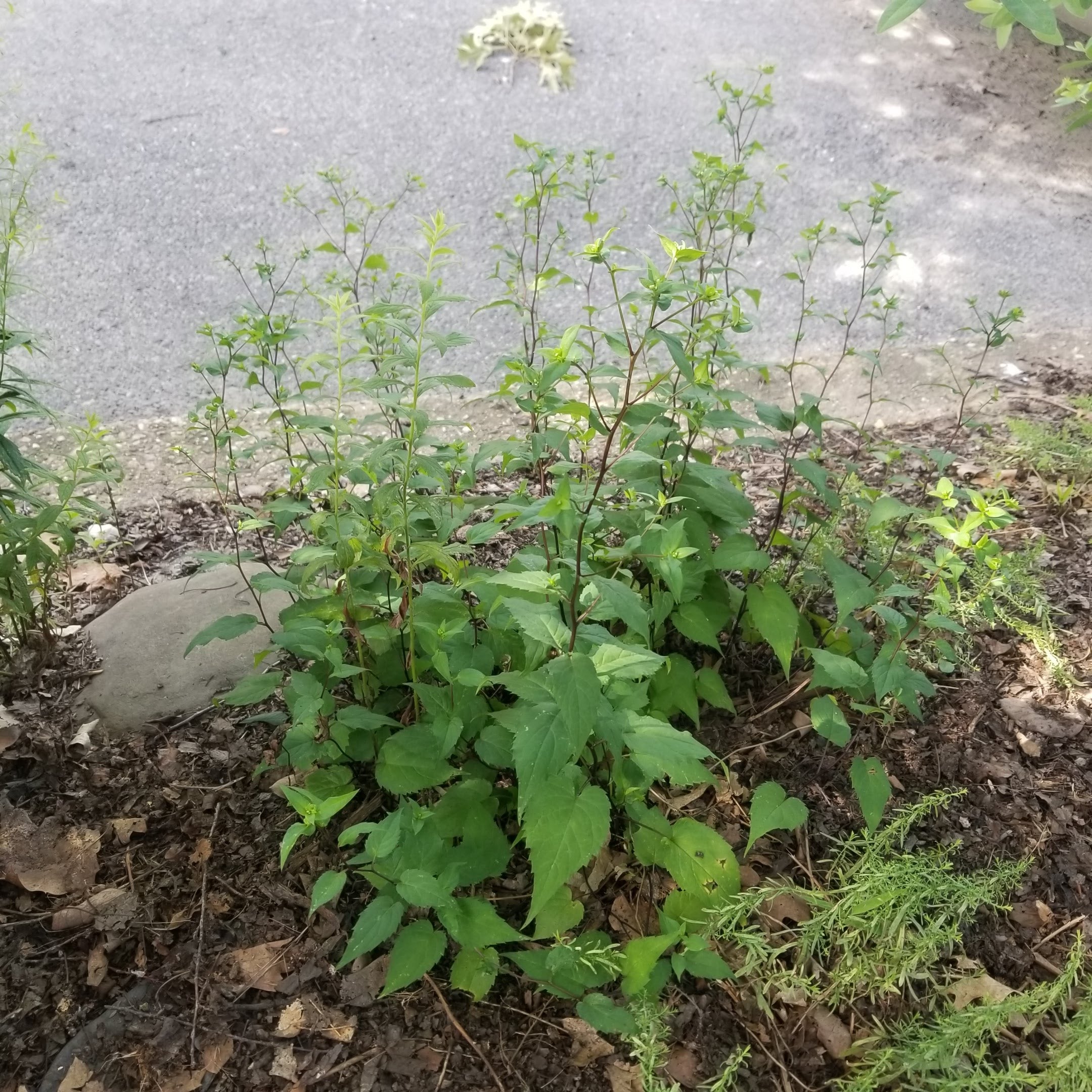 Eurybia divaricatus - ASTER 'EASTERN STAR'