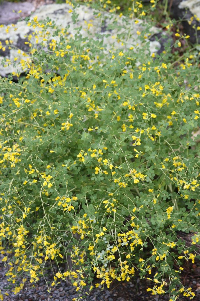 Baptisia tinctoria - WILD YELLOW INDIGO