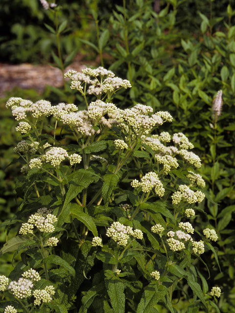 Eupatorium perfoliatum - BONESET