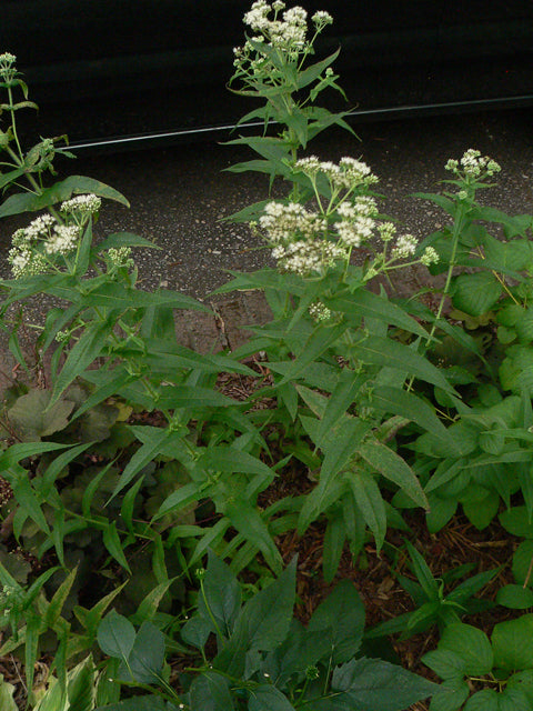 Eupatorium perfoliatum - BONESET