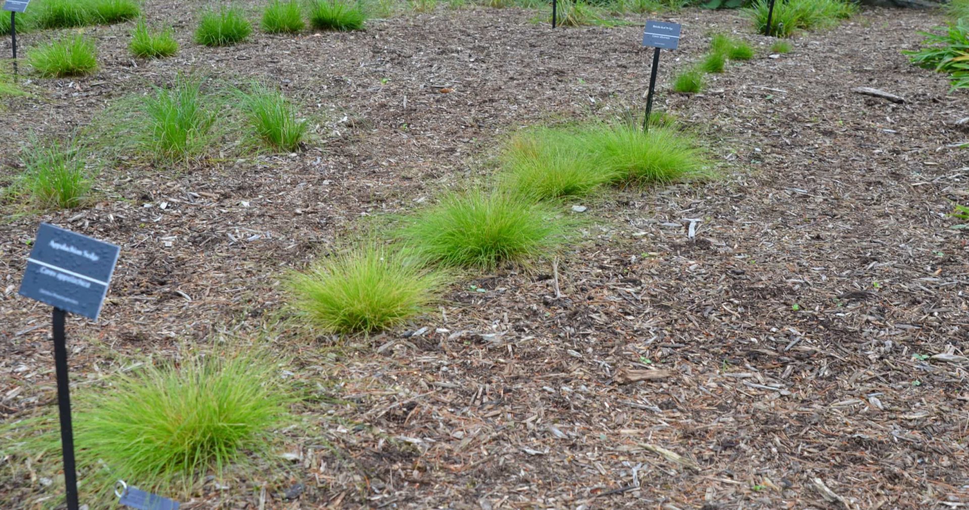 Carex appalachica - APPALACHIAN SEDGE