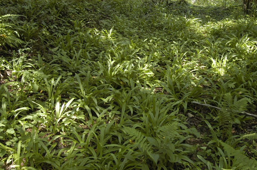 Carex plantaginea - PLANTAIN LEAVED SEDGE