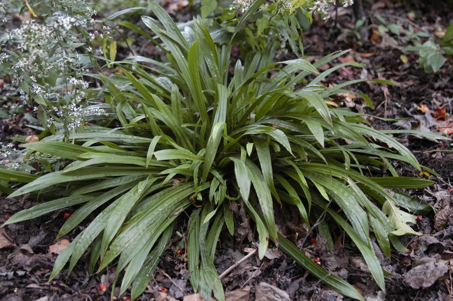 Carex plantaginea - PLANTAIN LEAVED SEDGE
